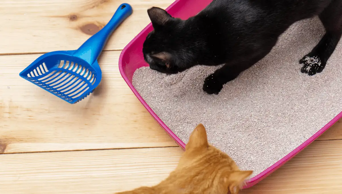 2 Cats sharing a litter box