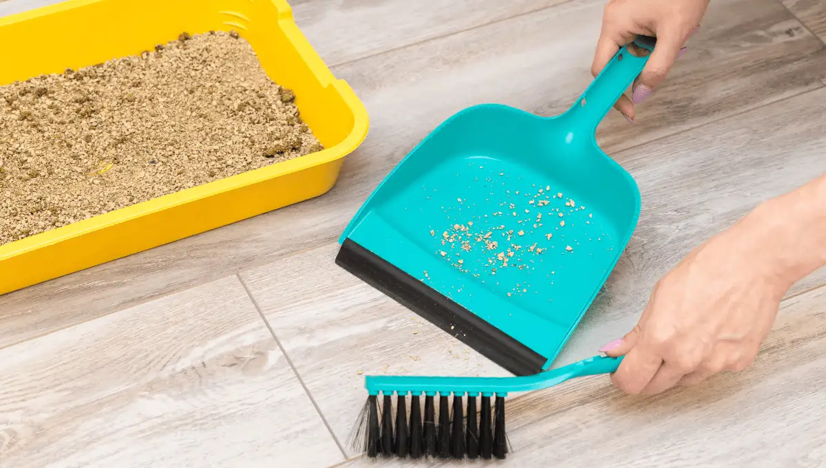 Cleaning poop outside the litter box