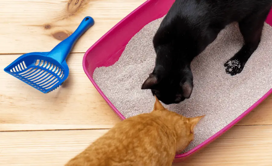 Cats sharing litter box