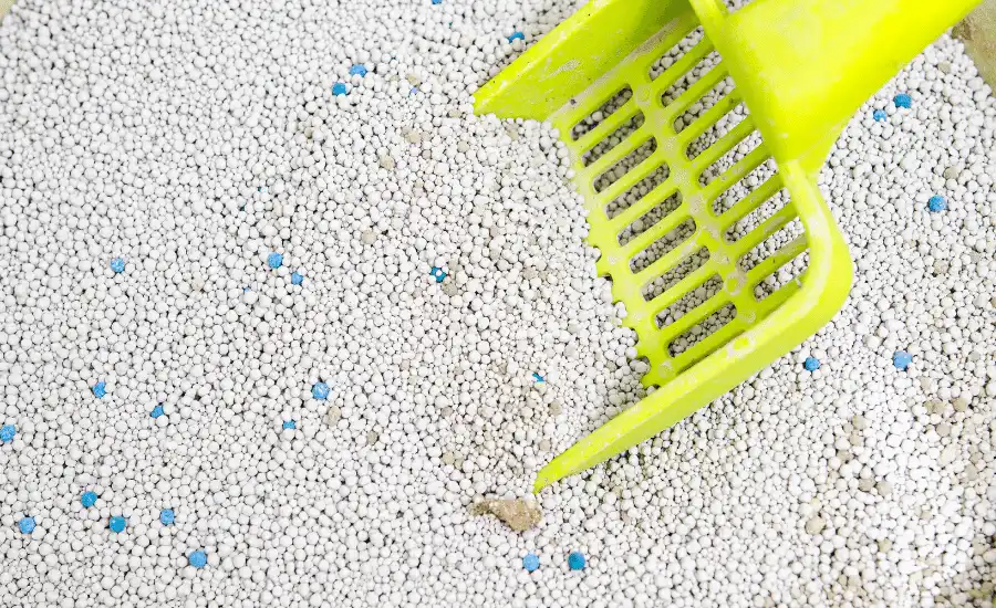 A person Changing Litter In Litter Box