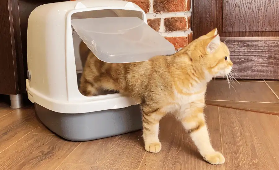 Correct Sized Litter Box For A Cat