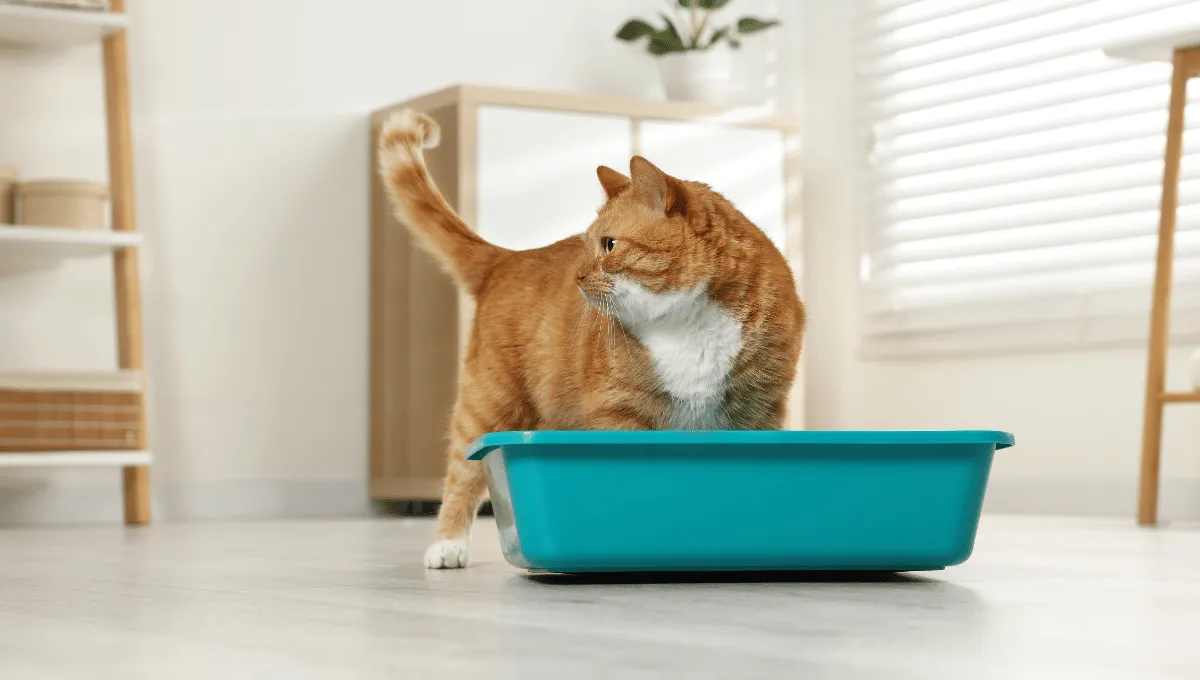 Cat standing behind a litter box