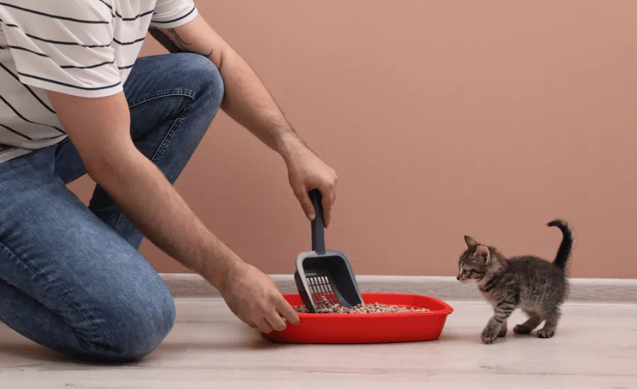 Getting rid of smell from litter box