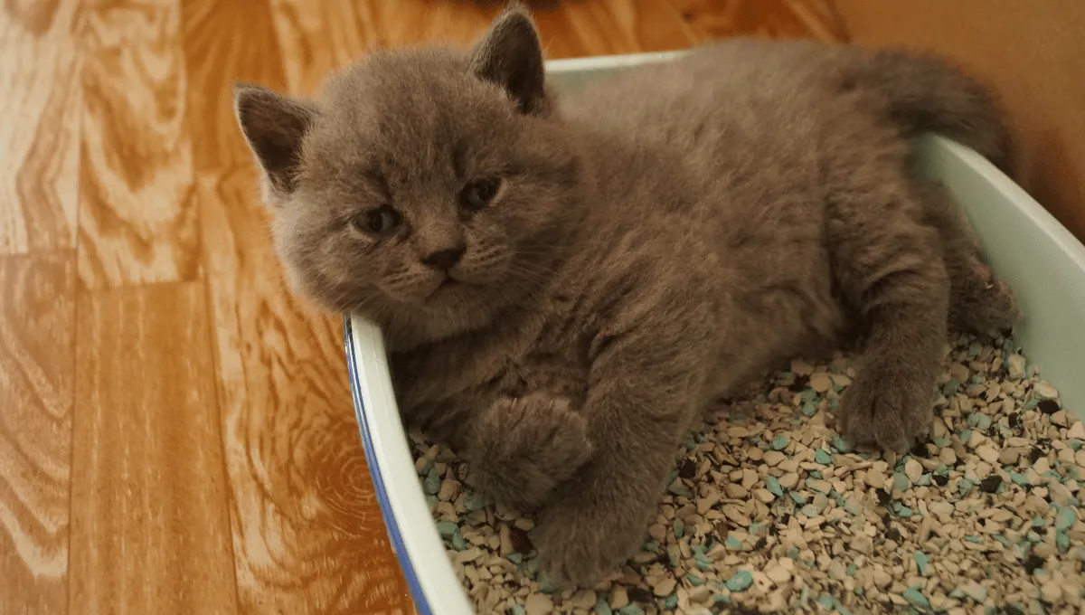 Brown furry kitten lying inside a litter box