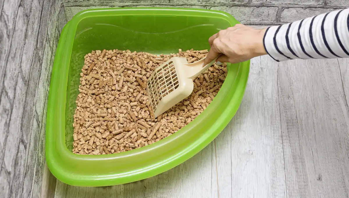 Scooping a litter box