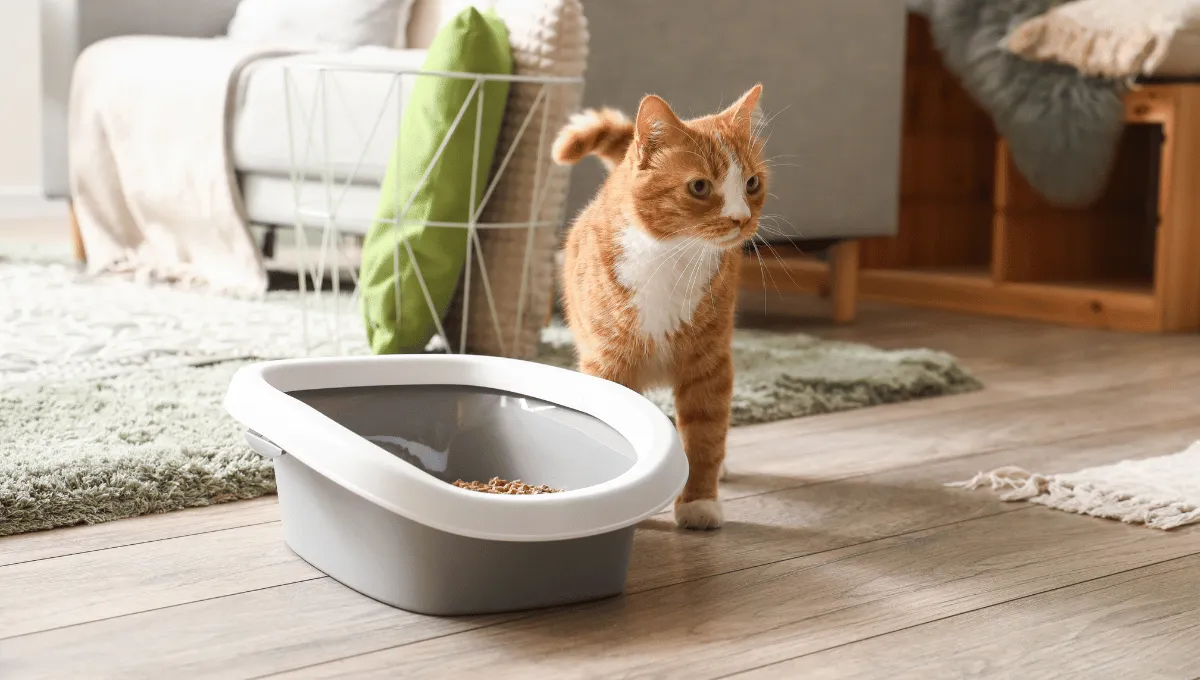 Cat standing beside a litter box