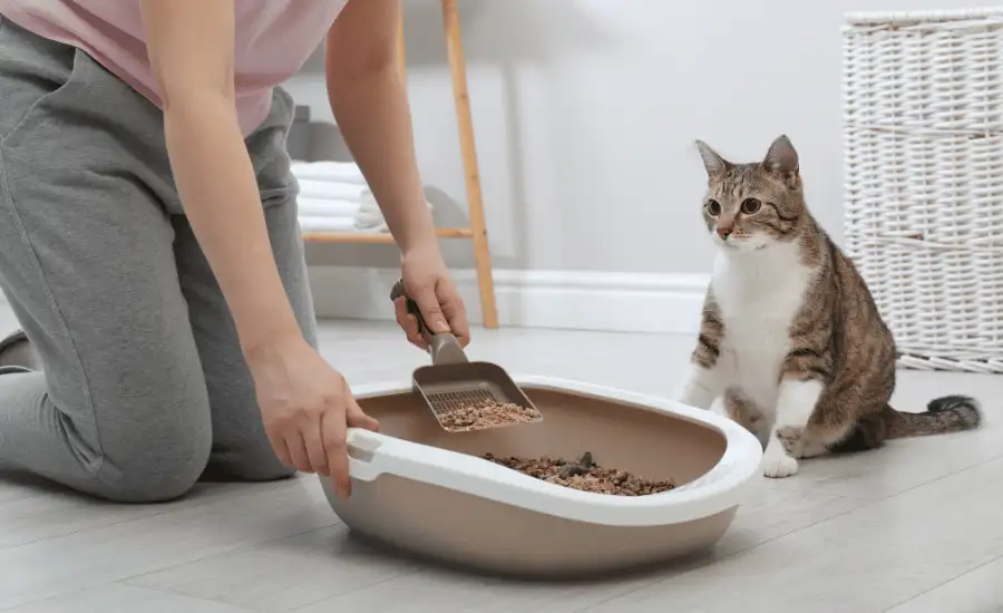 Litter Box and a cat