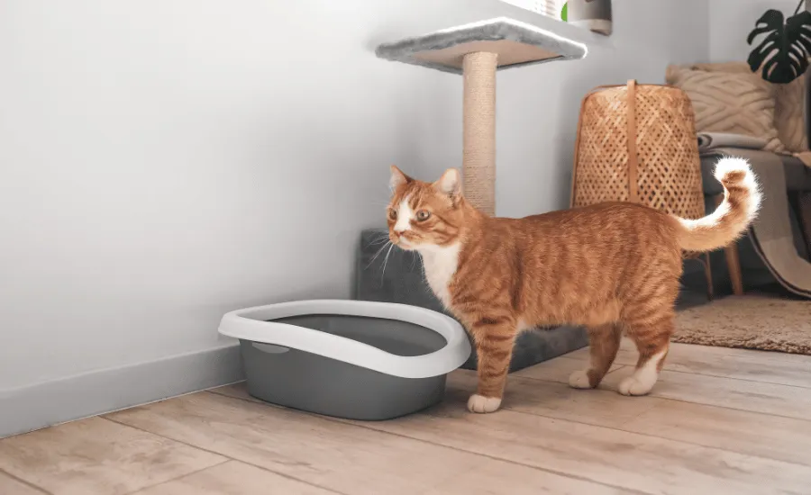 Reasons behind a leaking litter box