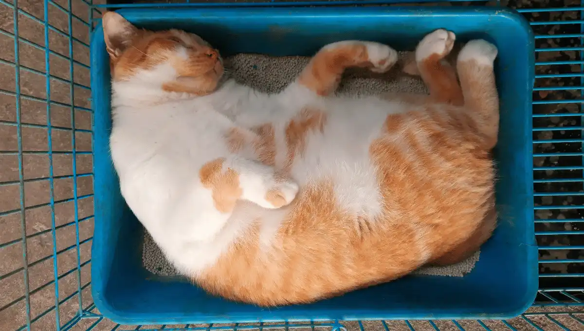 Cat sleeping inside a litter box