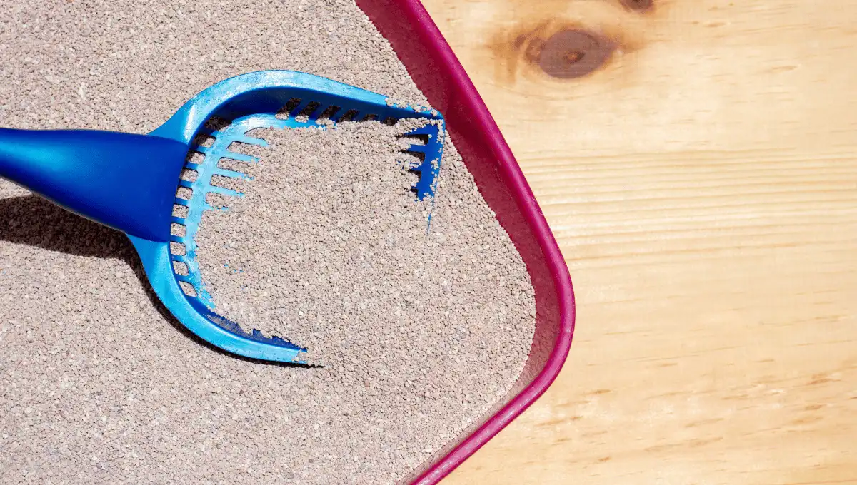 A blue coloured scoop kept on the litter inside a cat litter box