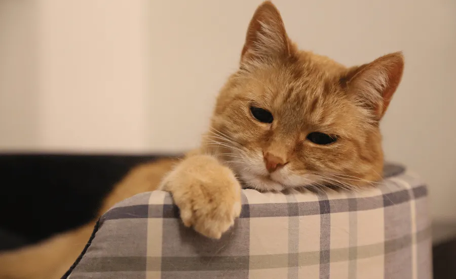 Bored orange fur cat sitting