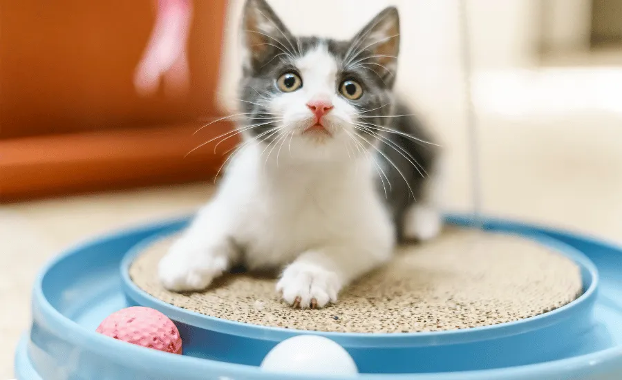 Cat Playing with Toys