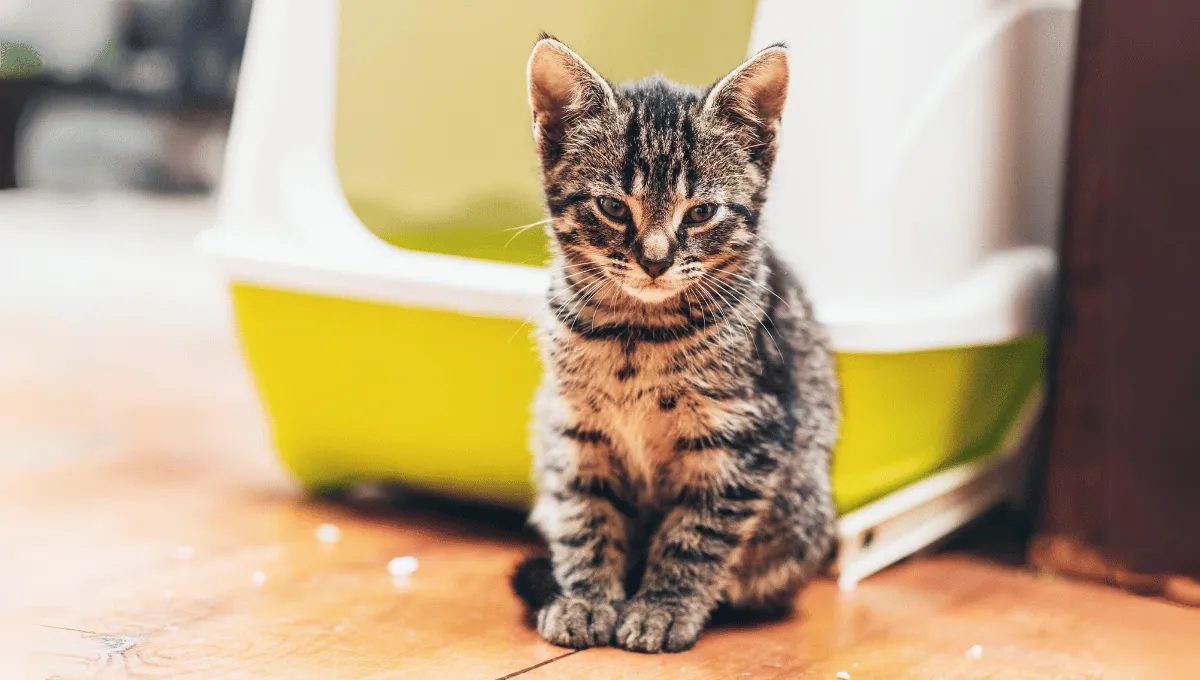 Do Cats Like Covered Litter Boxes What the Experts Say