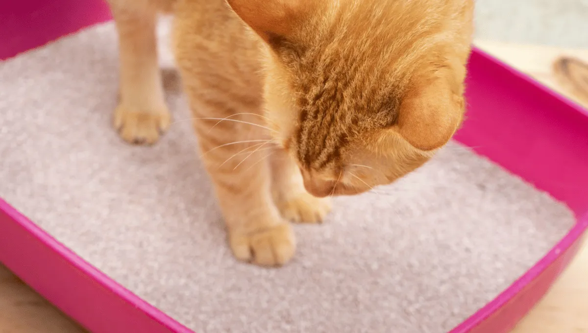 Orange Fur Cat Playing Inside A Litter Box