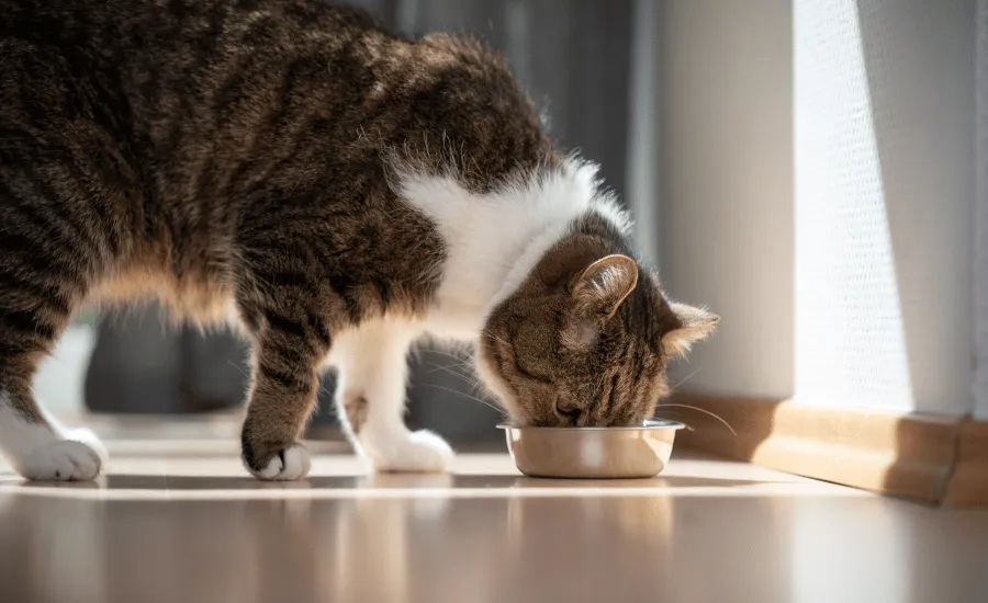 Cat Eating Food From A Bowl