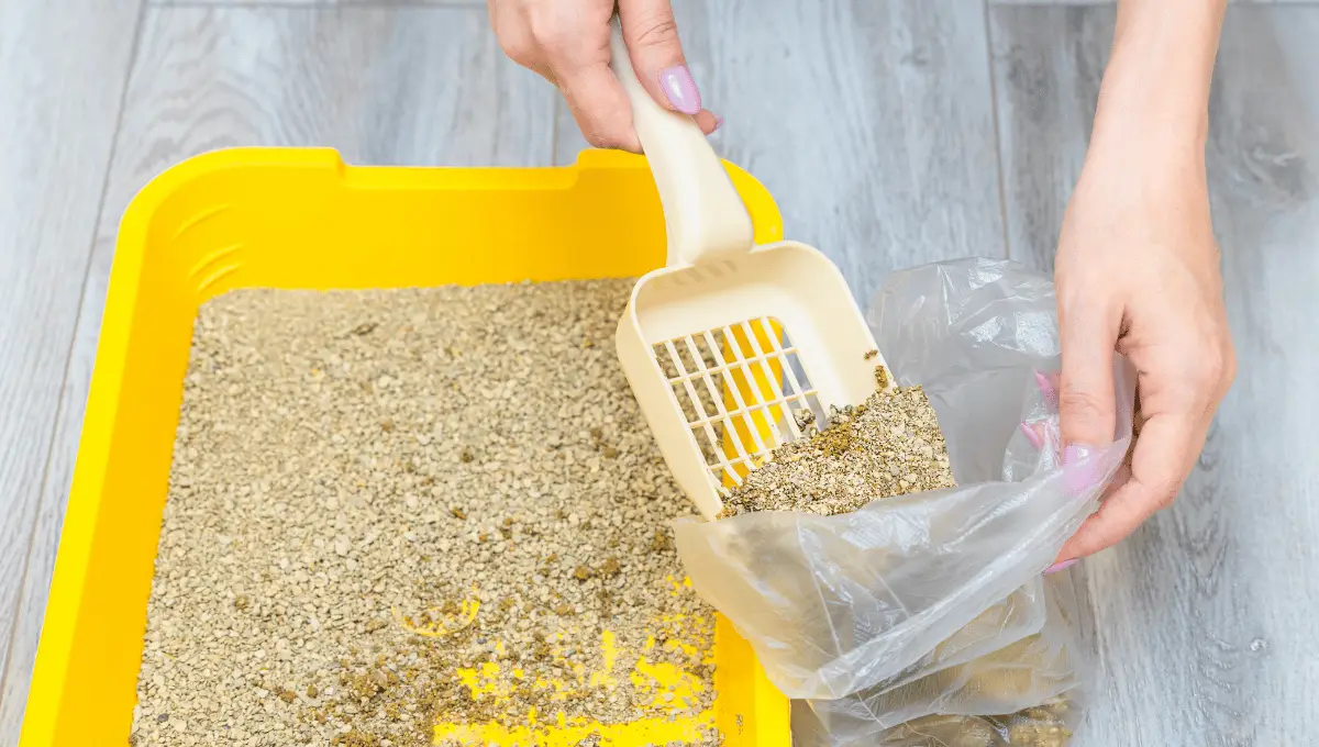 How to Dispose of Cat Litter Quick and Hygienic Techniques