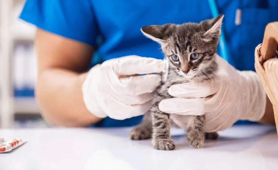 A veterinarian examining an ill cat