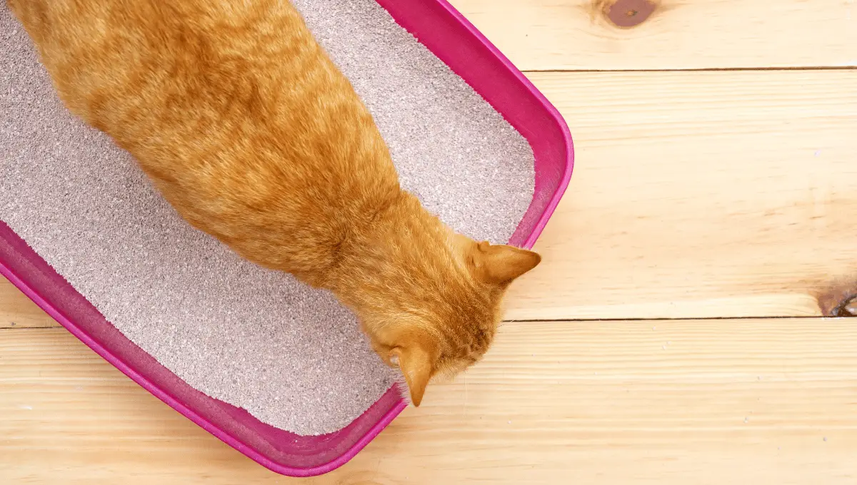 Orange Fur Cat Throwing Up After Using The Litter Box