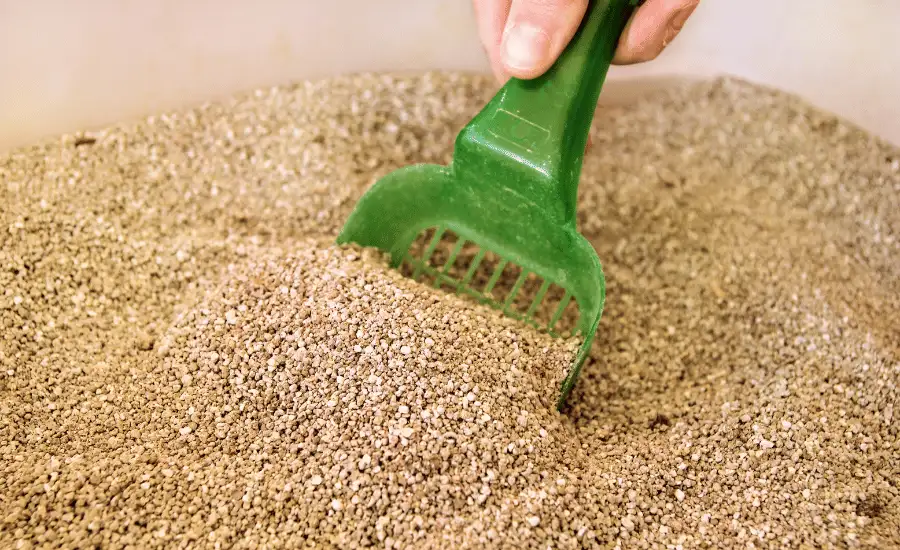 Cleaning A Litter Box Using A Scoop