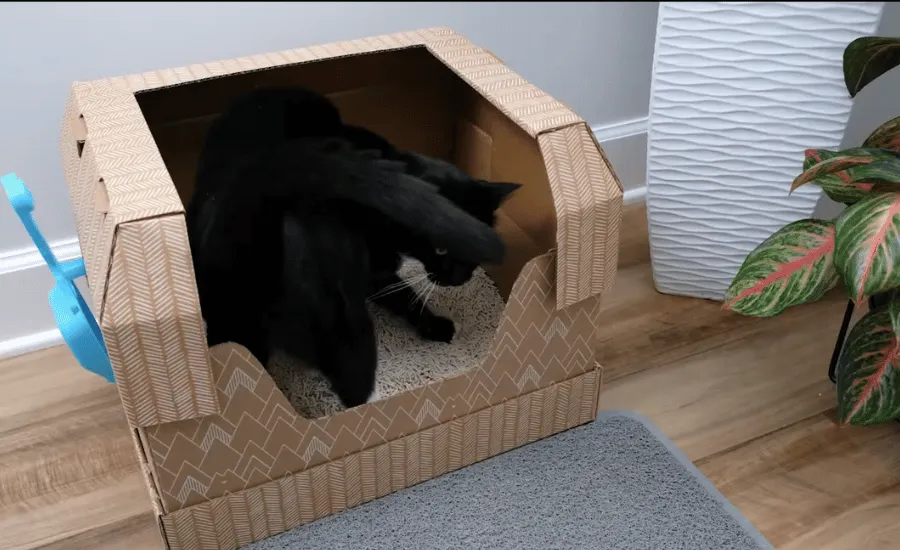 Disposable Litter Box