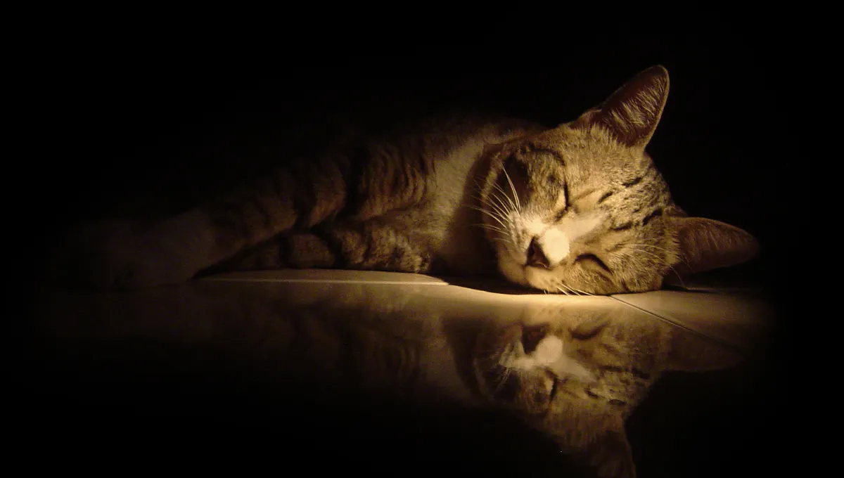 Cat lying in the dark with her eyes closed