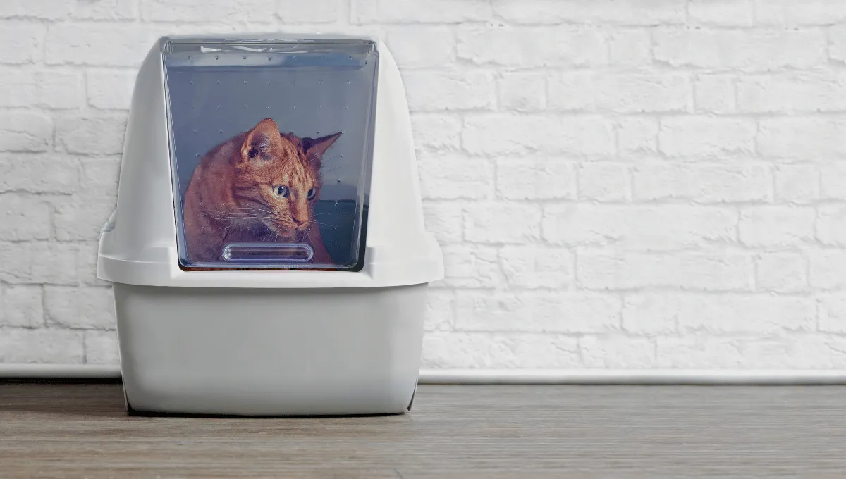 Cat inside a Covered Litter Box