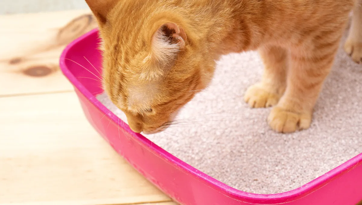 Cat Rolling in the Litter Box